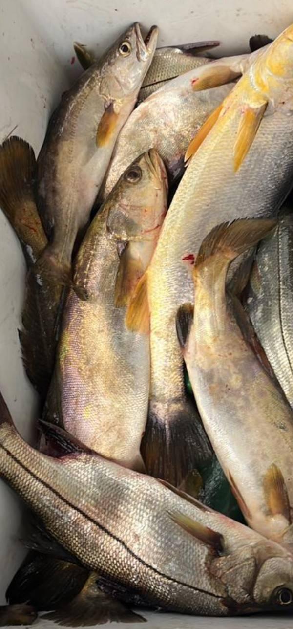 Pescaria Costeira em Paranaguá-PR