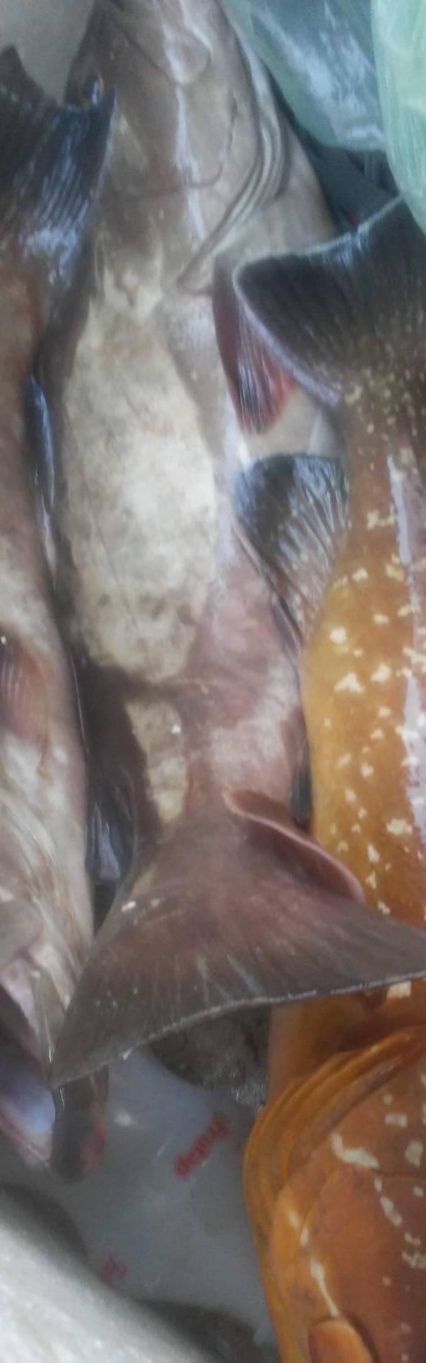 Pescaria com Ronildo Do Nascimento em Itapoá sc
