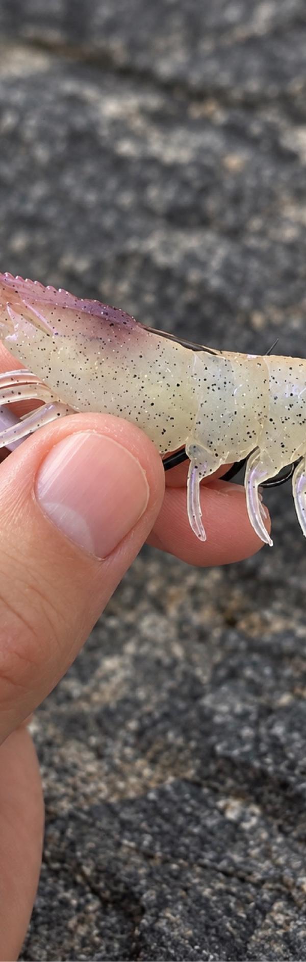 Pesca com iscas realisticas em Balneário Piçarras-SC