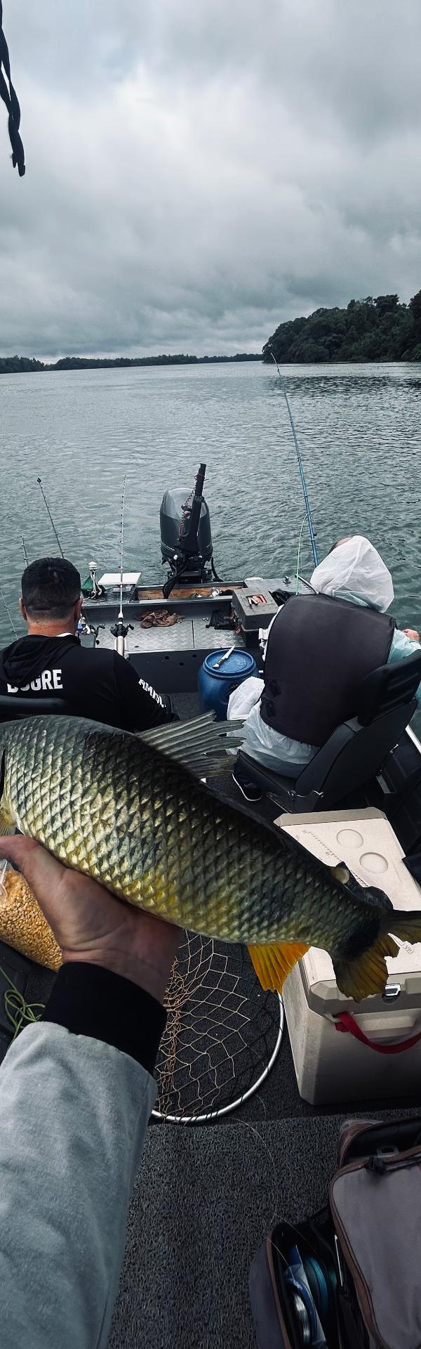 Pescaria de Piapara, Piau-Sul, Pacu e Tucunaré em Porto Rico-PR