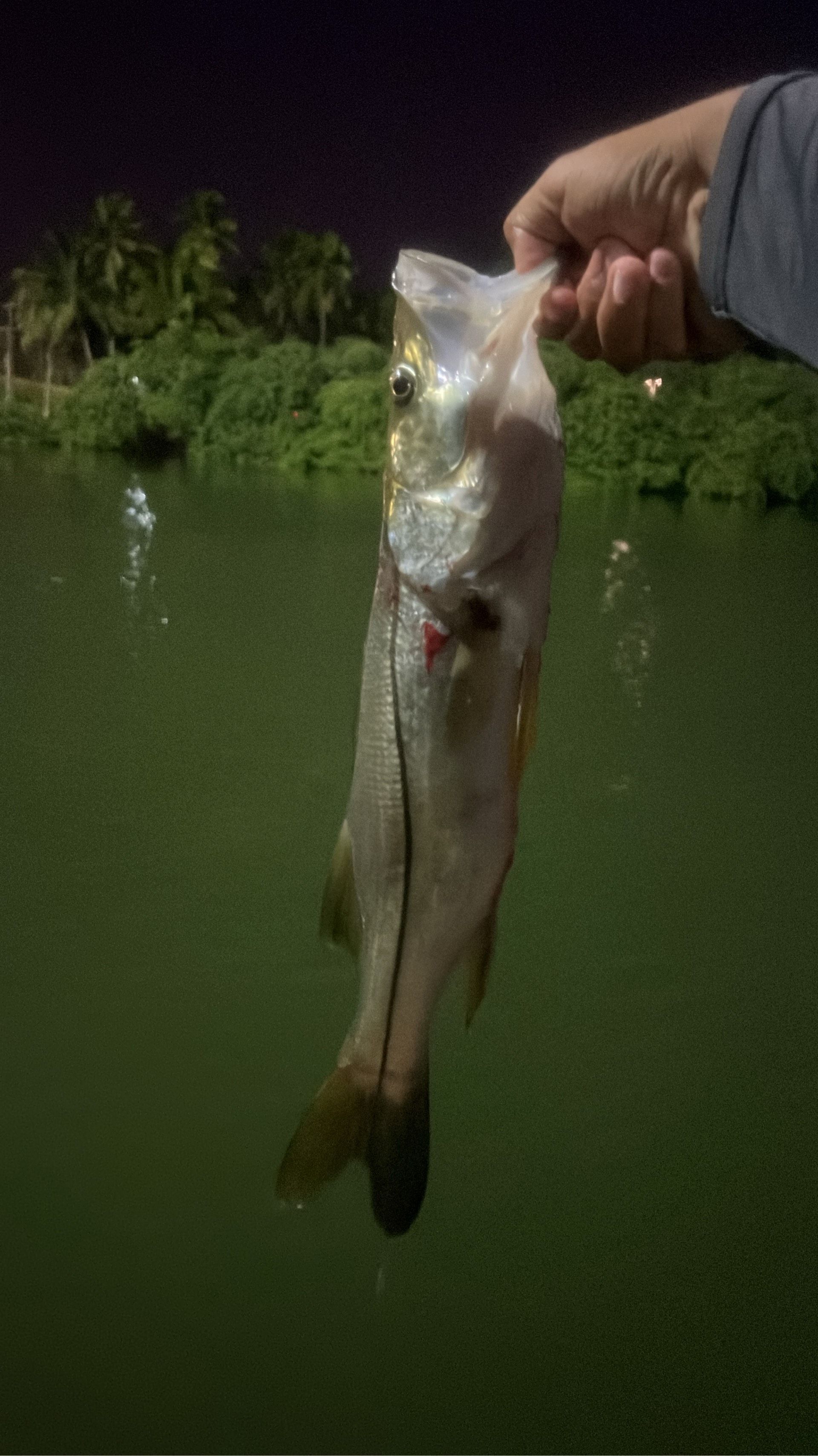 Pescaria noturna de Robalos  em Jaboatão dos Guararapes