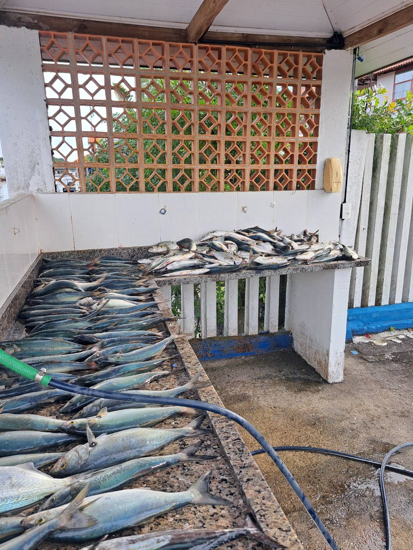 Pesca oceânica corrico navios e fundeado la fora ! Peixes da época! Bonitos, cavalas, anxovas, ciobas, olhetes  em Pontal do Paraná