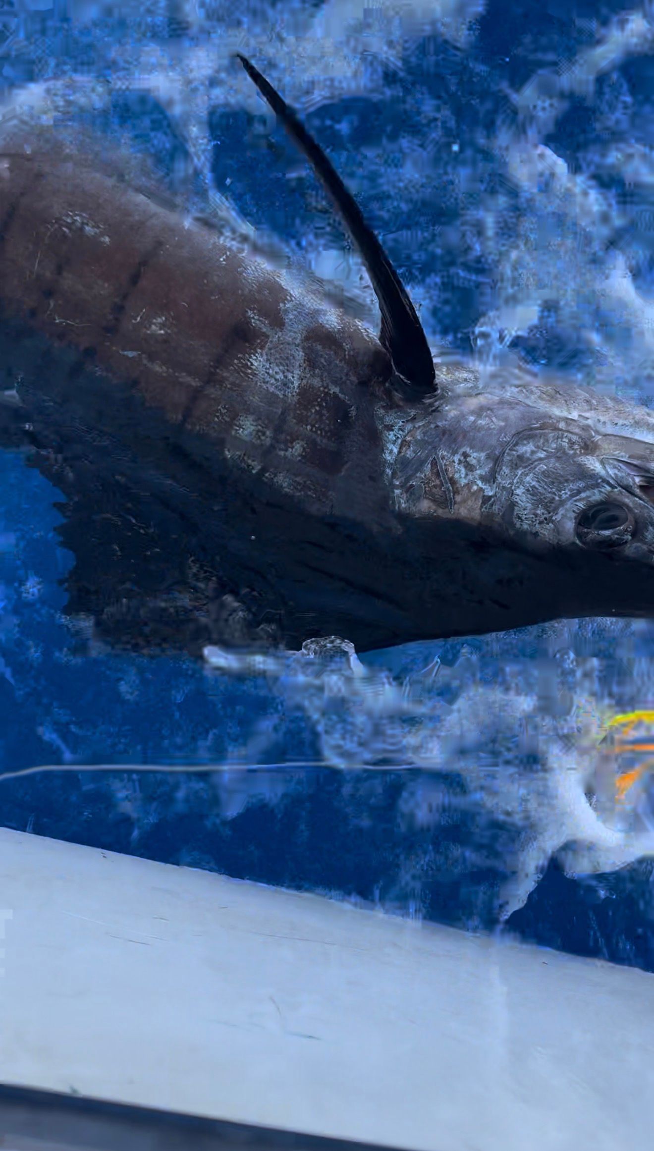 Pesca oceânica, especificamente pra peixe de bico em Fernando de Noronha