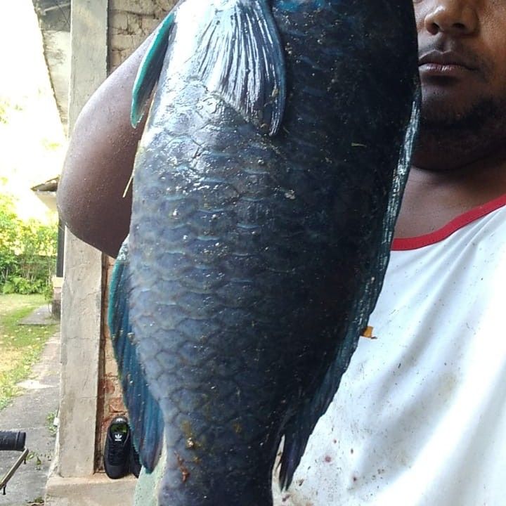mergulho apneia  em Mangaratiba