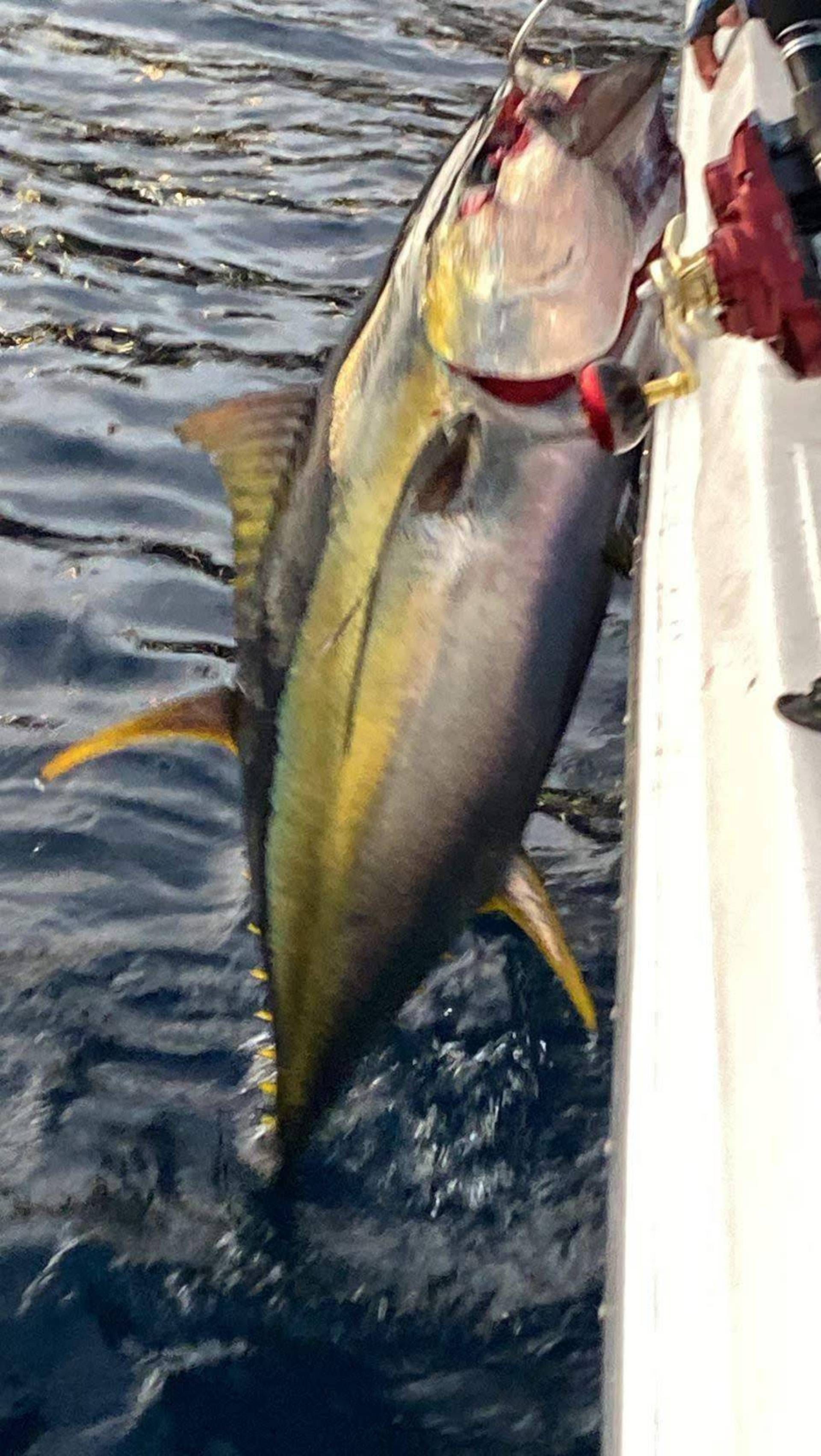 Pesca oceânica de Atúm, Wahoo, Dourado em Armação dos Búzios