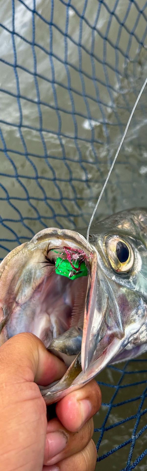 Pescaria com Sérgio Macedo Fishing guide