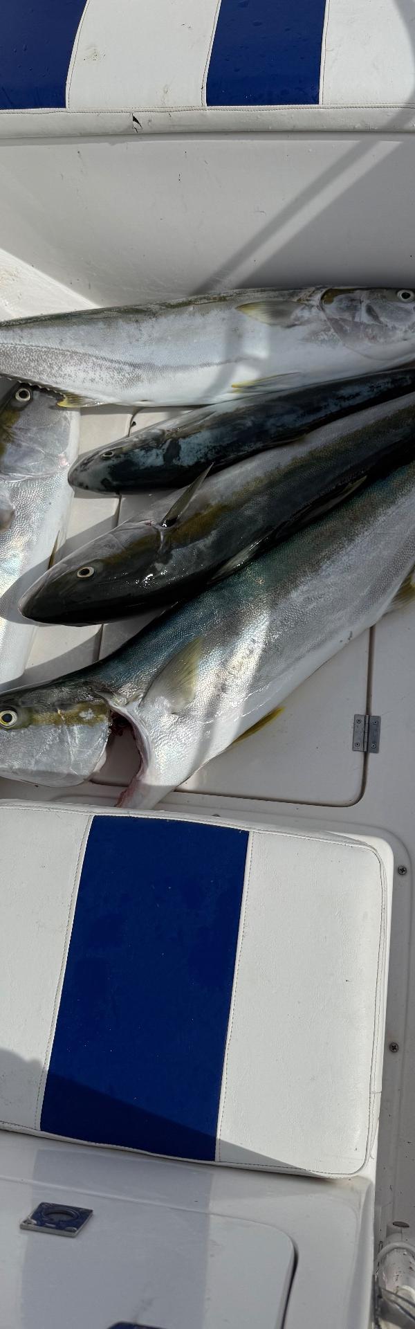 Pescaria com Alex Goldfishing