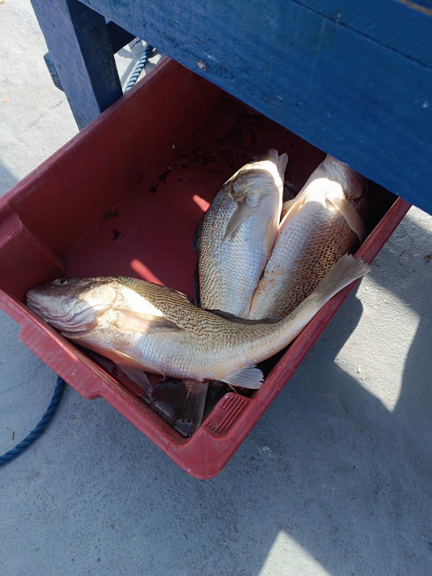 Pescaria costeira  em Praia Grande