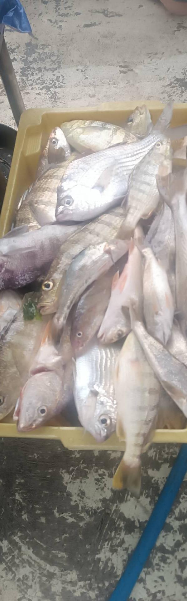 Pescaria com Mario frança costa junior em Praia grande
