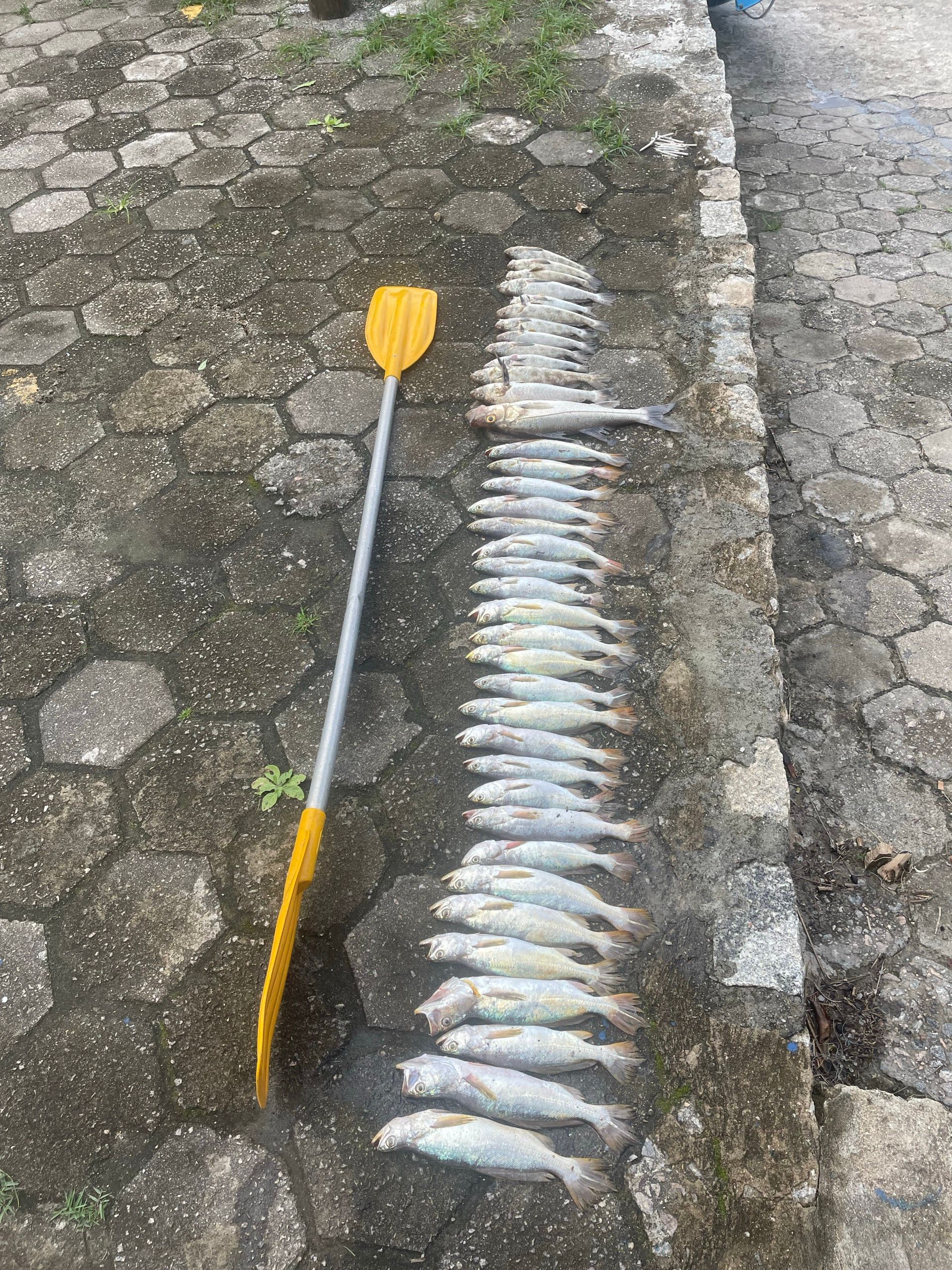 Artificiais  em São Sebastião