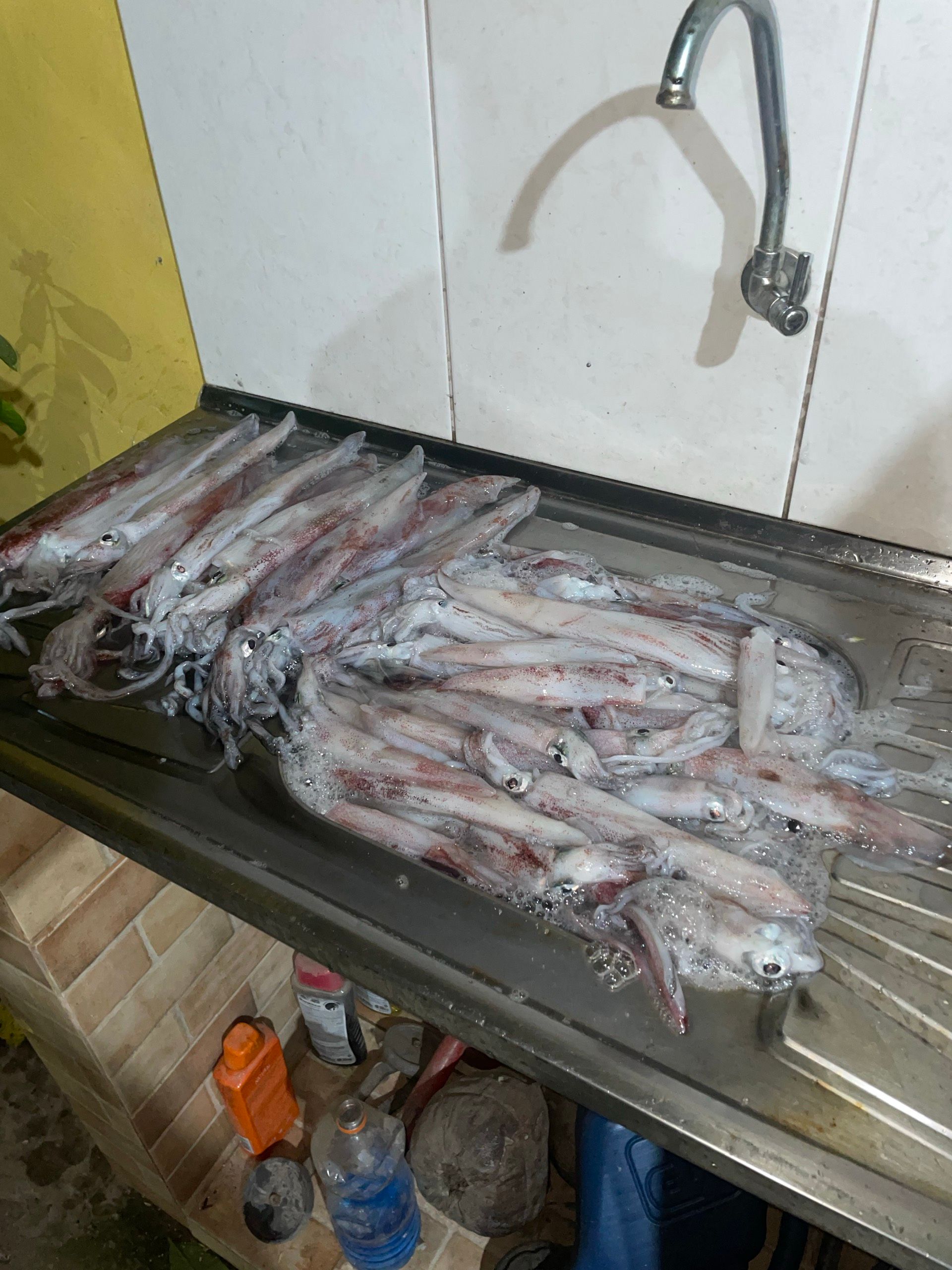 Pesca de Lula  em São Sebastião