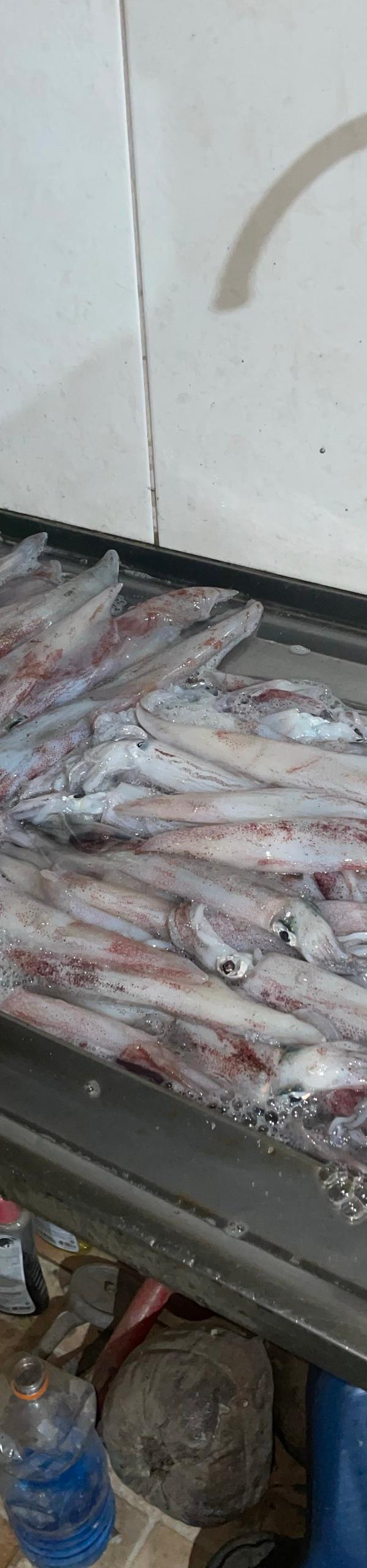 Pesca de Lula em São Sebastião-SP