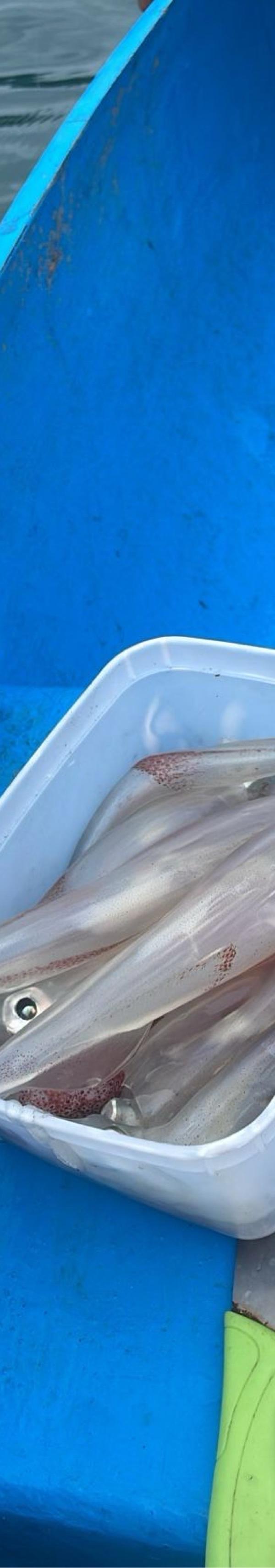 Pesca de Lula em São Sebastião-SP