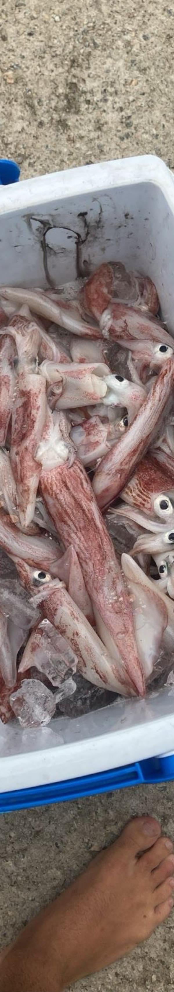 Pesca de Lula em São Sebastião-SP