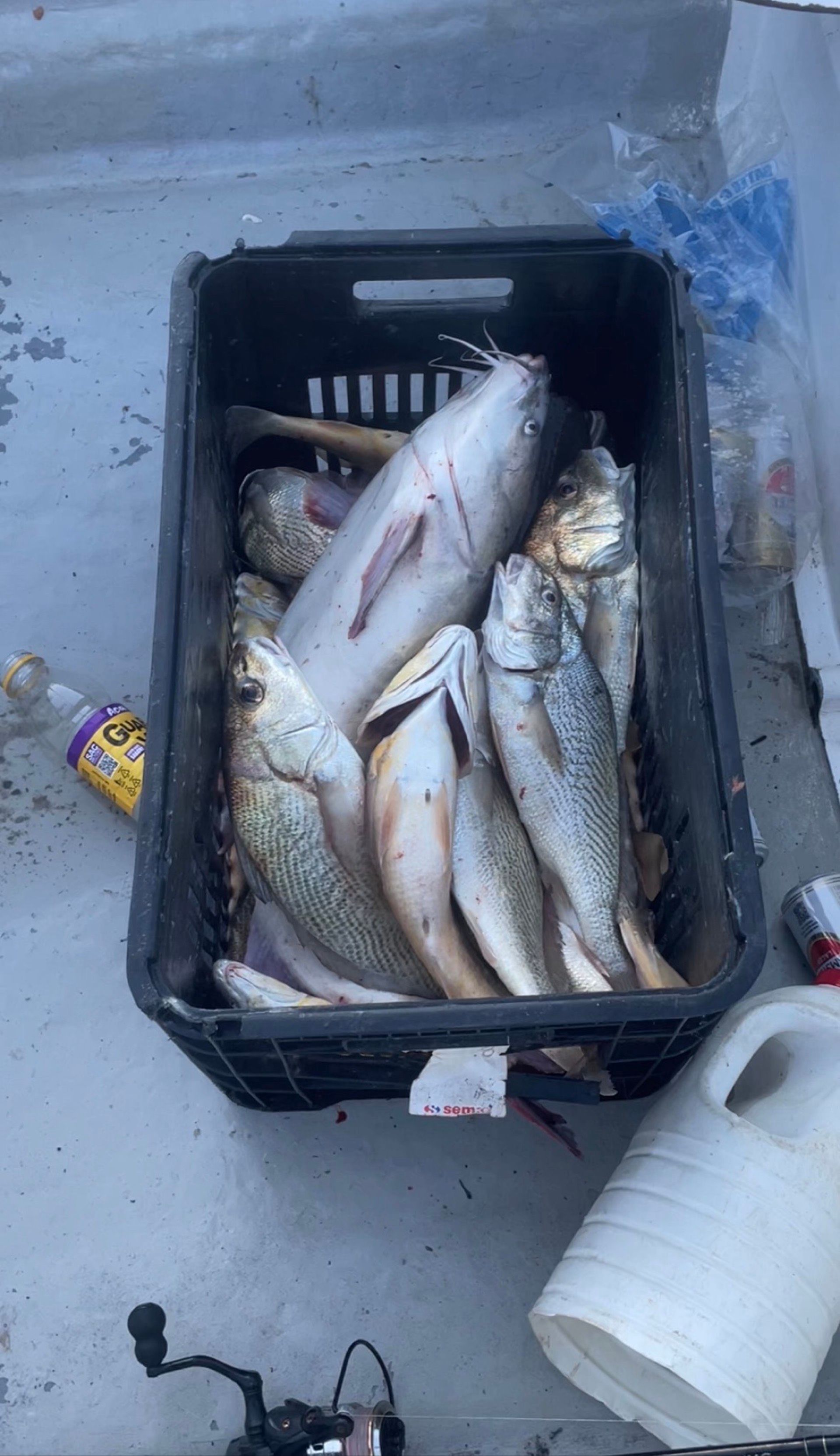 Pesca de isca natural  em São Sebastião