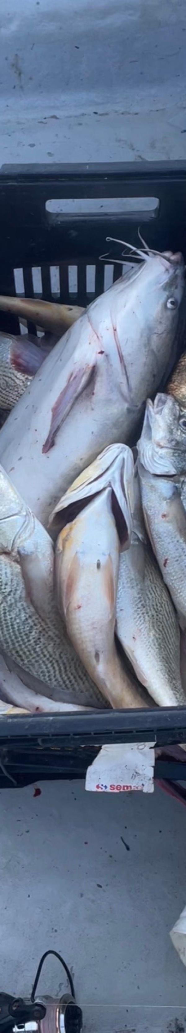 Pesca completa em São Sebastião-SP