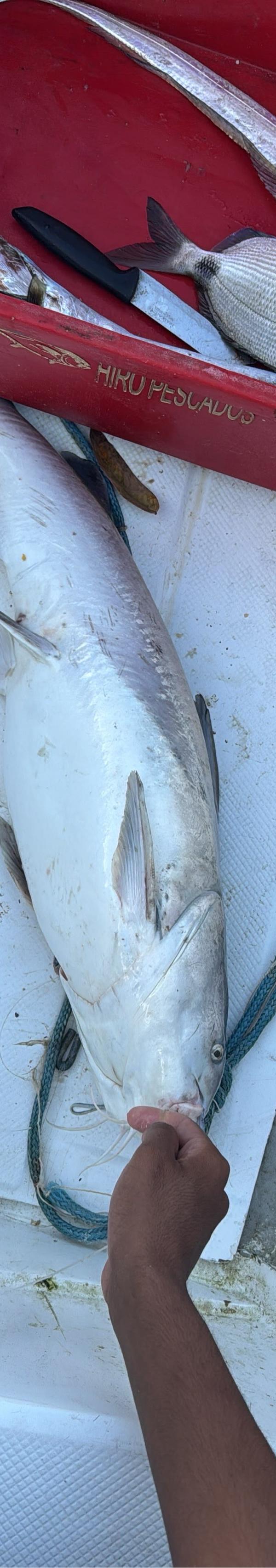 Pesca completa em São Sebastião-SP