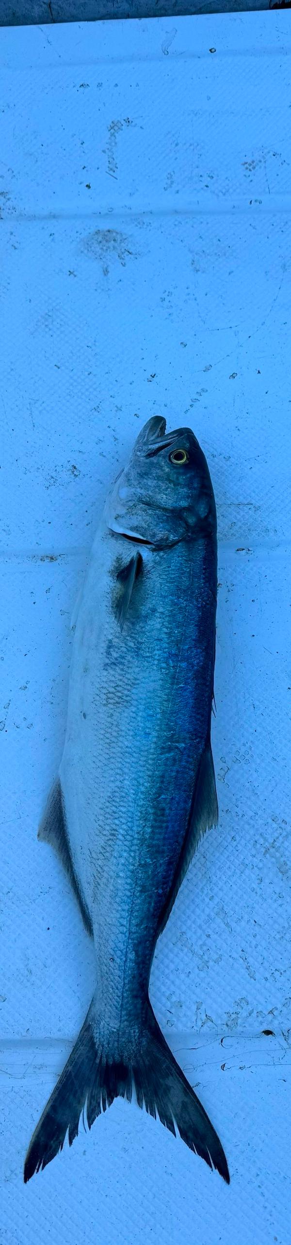 Pesca completa em São Sebastião-SP