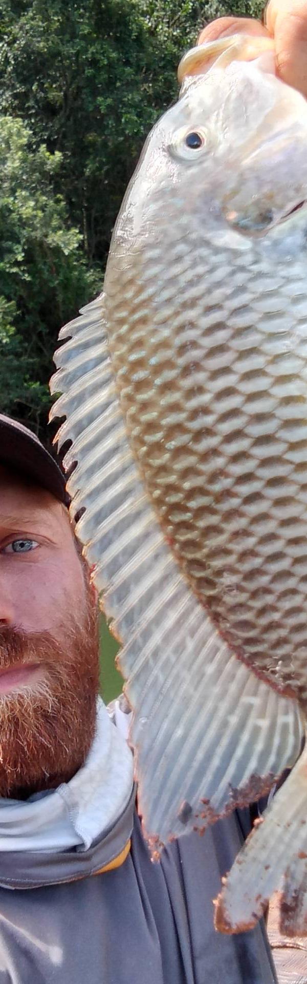 Pescaria esportiva de tilápia e dourado na artificial em Reserva do Iguaçu-PR